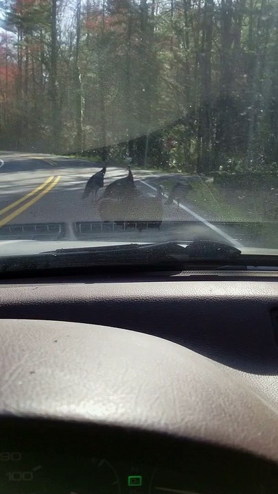 Turkeys Gobble When Car Horn is Honked