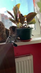 Playful Kitten Accidentally Breaks Flower Pot