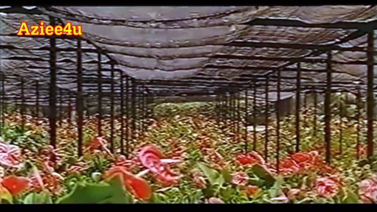 Woh Aik Hai Lakhon Main Woh Rehta Hai { Shazia Manzoor  } * Dewane Tere Pyar Ke (1997)*