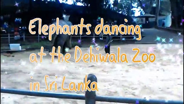 Elephants dancing at the Dehiwala Zoo in Sri Lanka...