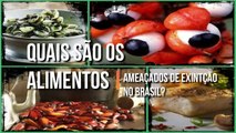 Vocês sabem quais são os ALIMENTOS ameaçados de EXTINÇÃO aqui no Brasil?