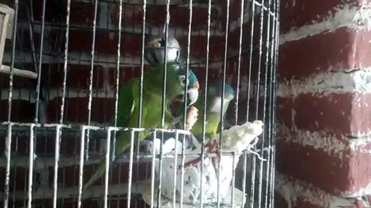 Pericos frente naranja comiendo galletas Deliciosas-Con Chochitos