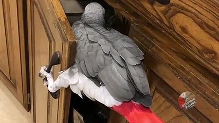 Sneaky parrot is determined to snoop in the kitchen cabinet