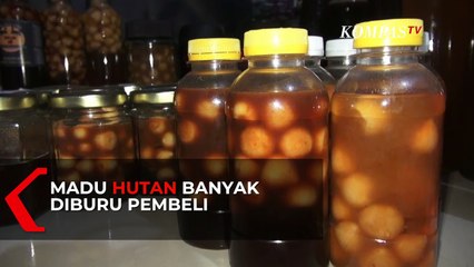 Madu Hutan Liar Banyak Diburu di Masa Pandemi Corona