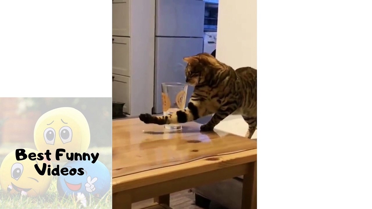 Cutest Cats Compilation 2020 | Best Cute Cat Videos Ever - Funni videos