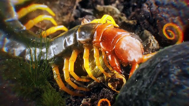 7 Insectos Más Venenosos del Mundo