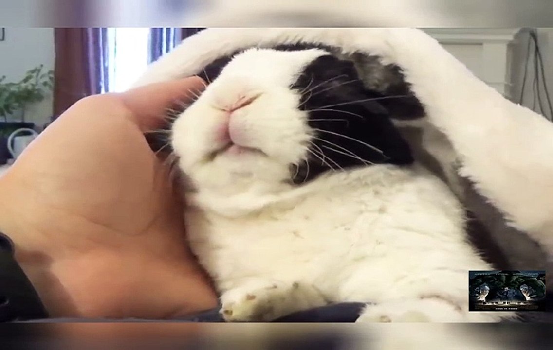Rabbit learns he is adopted - A free roam rabbit free range rabbit sleeping. Whe...