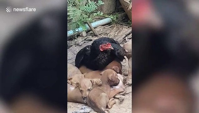 Hen looks after seven orphaned puppies in Thailand