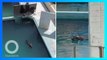 Lumba-lumba paling kesepian di dunia mati di kolam terbengkalai di Jepang - TomoNews