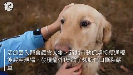 petmao_nownews-copy3-20200428-16:13