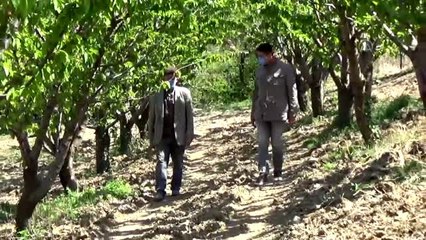 (SABAHA) "Lapseki kirazı" üreticileri hasat için gün sayıyor