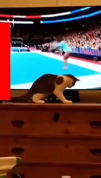 Ce chat essaye d'attrapper la gymnaste à la TV ! Simone Biles