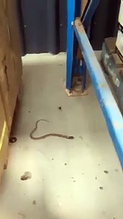 Serpent contre araignée, qui remporte le combat ?