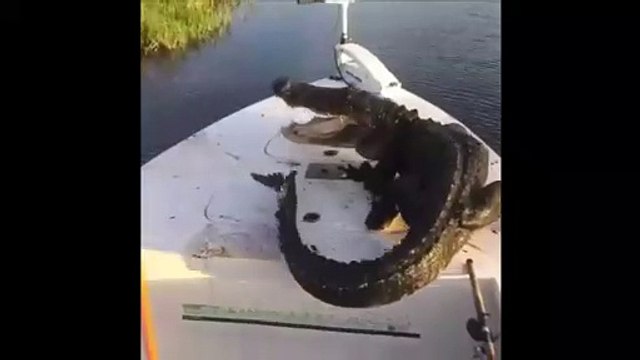 Monté sur leur bateau, ce crocodile ne veut plus descendre !