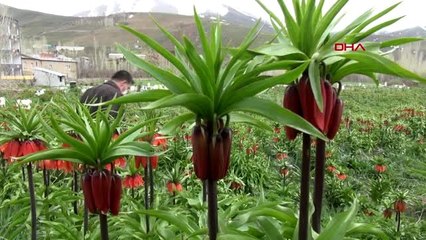 Van'da çiçek açan ters lalelere, koronavirüs nedeniyle ziyaretçi gelemiyor