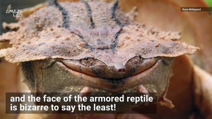 New Super Bizarre-Looking Turtle Species Discovered