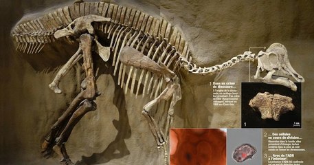 L'ADN d'un dinosaure prélevé pour la première fois aux États-Unis