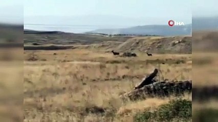 Ankara geyik sürüsü görüldü