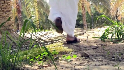 الإمارات تشن حربا على سوسة النخيل الحمراء