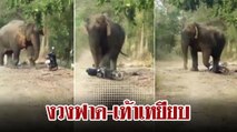 ช้างป่า ออกหากินในหมู่บ้าน ใช้งวงฟาด-เท้าเหยียบรถมอเตอร์ไซค์พังยับ