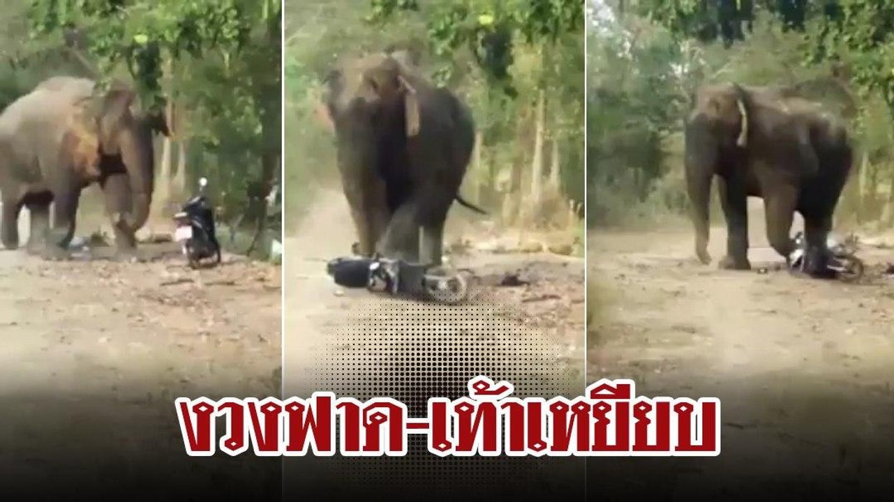 ช้างป่า ออกหากินในหมู่บ้าน ใช้งวงฟาด-เท้าเหยียบรถมอเตอร์ไซค์พังยับ