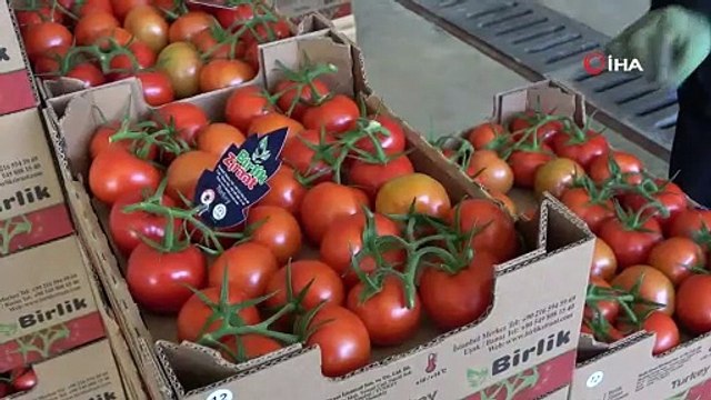 Uşak'ta topraksız tarım ile yılda 3 bin 500 ton domates üretiliyor