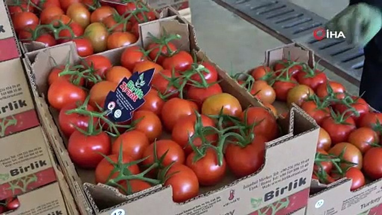 Uşak'ta topraksız tarım ile yılda 3 bin 500 ton domates üretiliyor