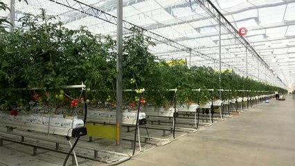 Topraksız tarım ile jeotermalle yılda 3 bin 500 ton domates üretiliyor