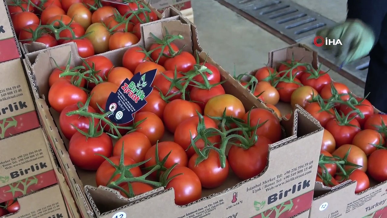 Topraksız tarım ile jeotermalle yılda 3 bin 500 ton domates üretiliyor