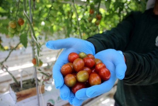 Topraksız tarım ile yılda 3 bin 500 ton domates üretiliyor
