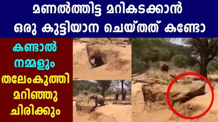 ഈ ആനക്കുട്ടി ആള് കൊള്ളാമല്ലോ ! | Oneindia Malayalam