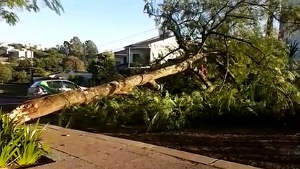 Árvore de grande porte cai e interdita via no Centro
