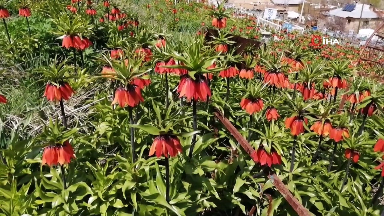 Ziyaretçisiz kalan ters laleler, sesiz bir görsel şölen sunuyor