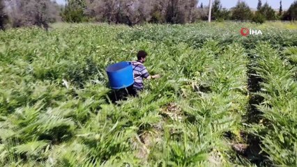 Urla'da festival iptal olunca internetten enginar satışları patladı