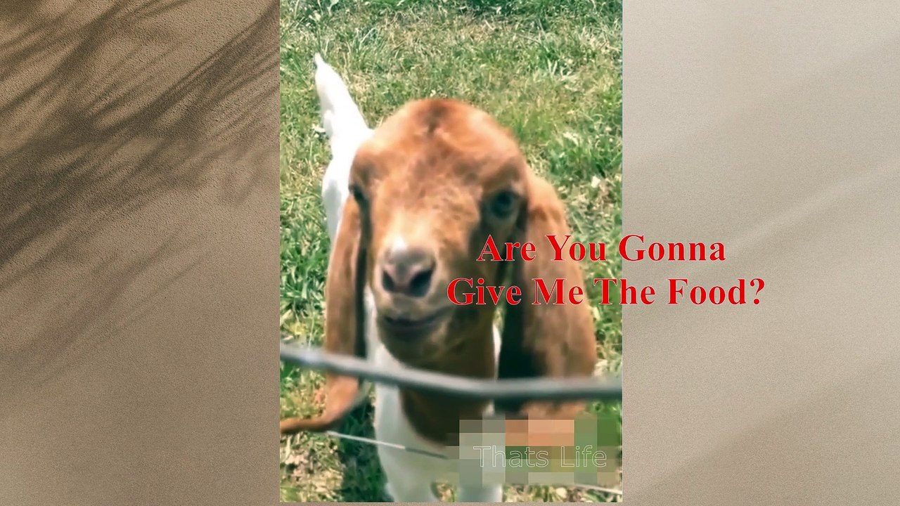 If your pet can talk 6 video Dailymotion