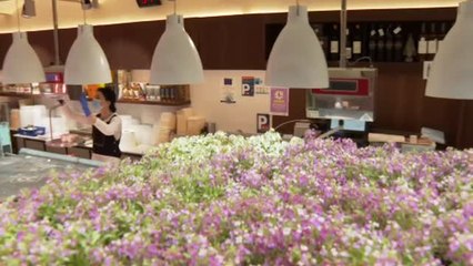 El Ayuntamiento de Barcelona regala plantas para los balcones