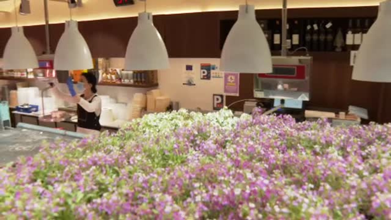 El Ayuntamiento de Barcelona regala plantas para los balcones