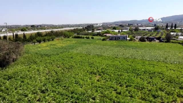 Urla'da festival iptal olunca internetten enginar satışları patladı