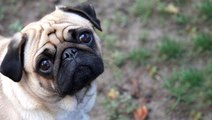 ABD'de evcil bir köpekte koronavirüs tespit edildi