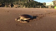 Tedavisi tamamlanan caretta caretta denize bırakıldı