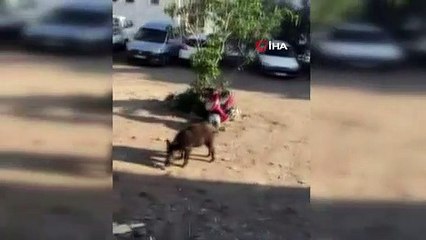 Bodrum’da merkeze inen domuzu elleriyle beslediler