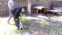 ŞANLIURFA Uyuşturucu iğneyle vurulan köpek öldü, belediye soruşturma başlattı