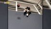 Goal-Oriented! Check out This Soccer Ball Blocking Cat That’s a Shoo-In for Goalkeeper!
