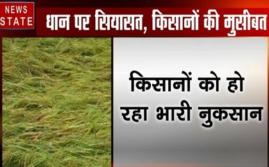 Chhattisgarh: धान की फसलों को खा रहे हैं मवेशी, परेशानी में किसान