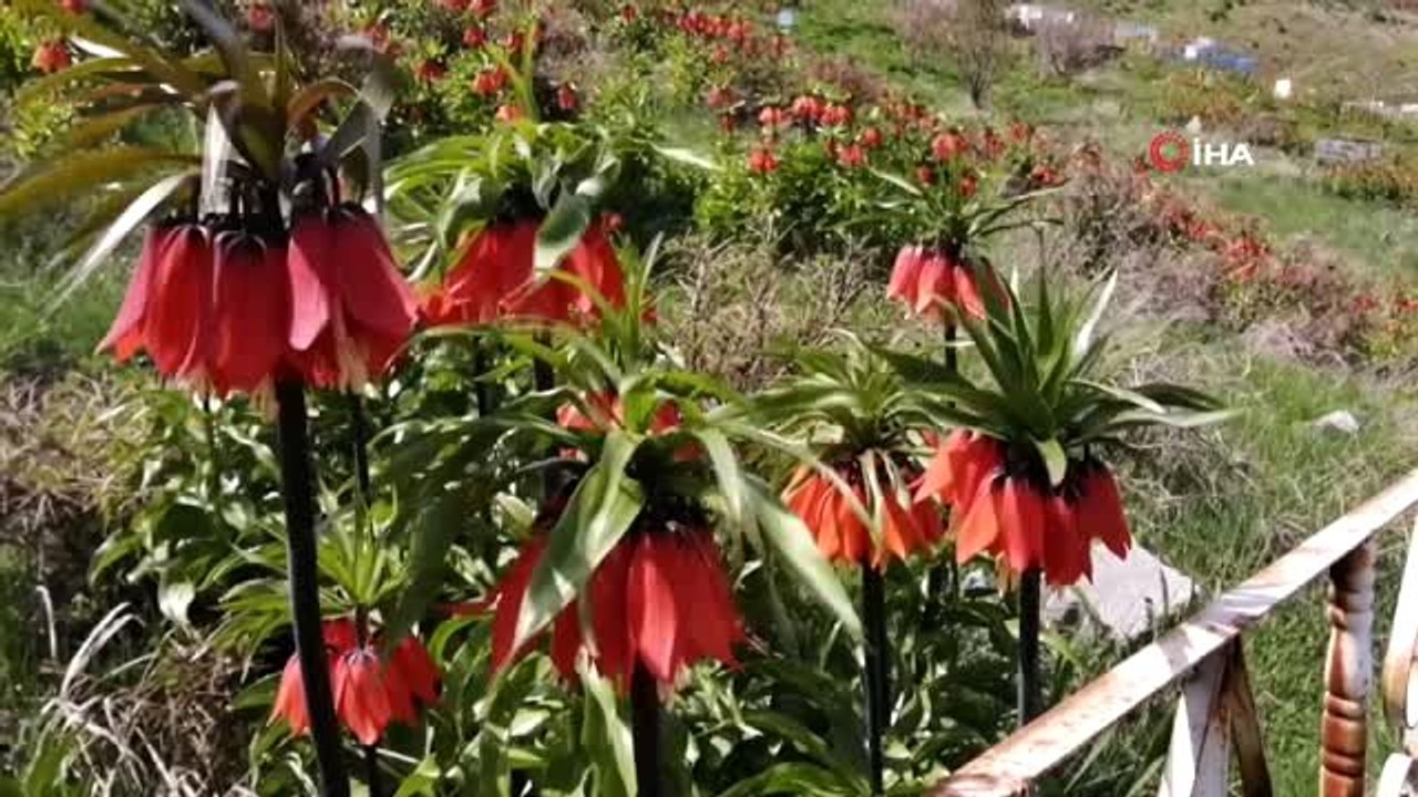 Ziyaretçisiz kalan ters laleler, sesiz bir görsel şölen sunuyor