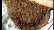मधुमक्खियों के हमले का 2 लोग हुए शिकार गांव में अफरा-तफरी का माहौल