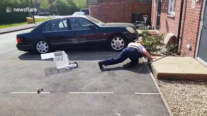 Injured badger is rescued from under car in southern UK
