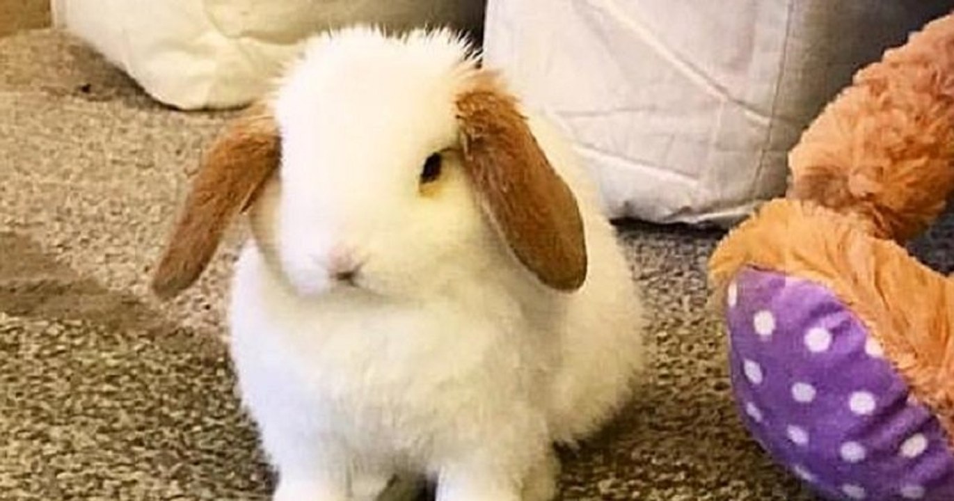 Mr Noodle Soup est un adorable lapin aux petite...