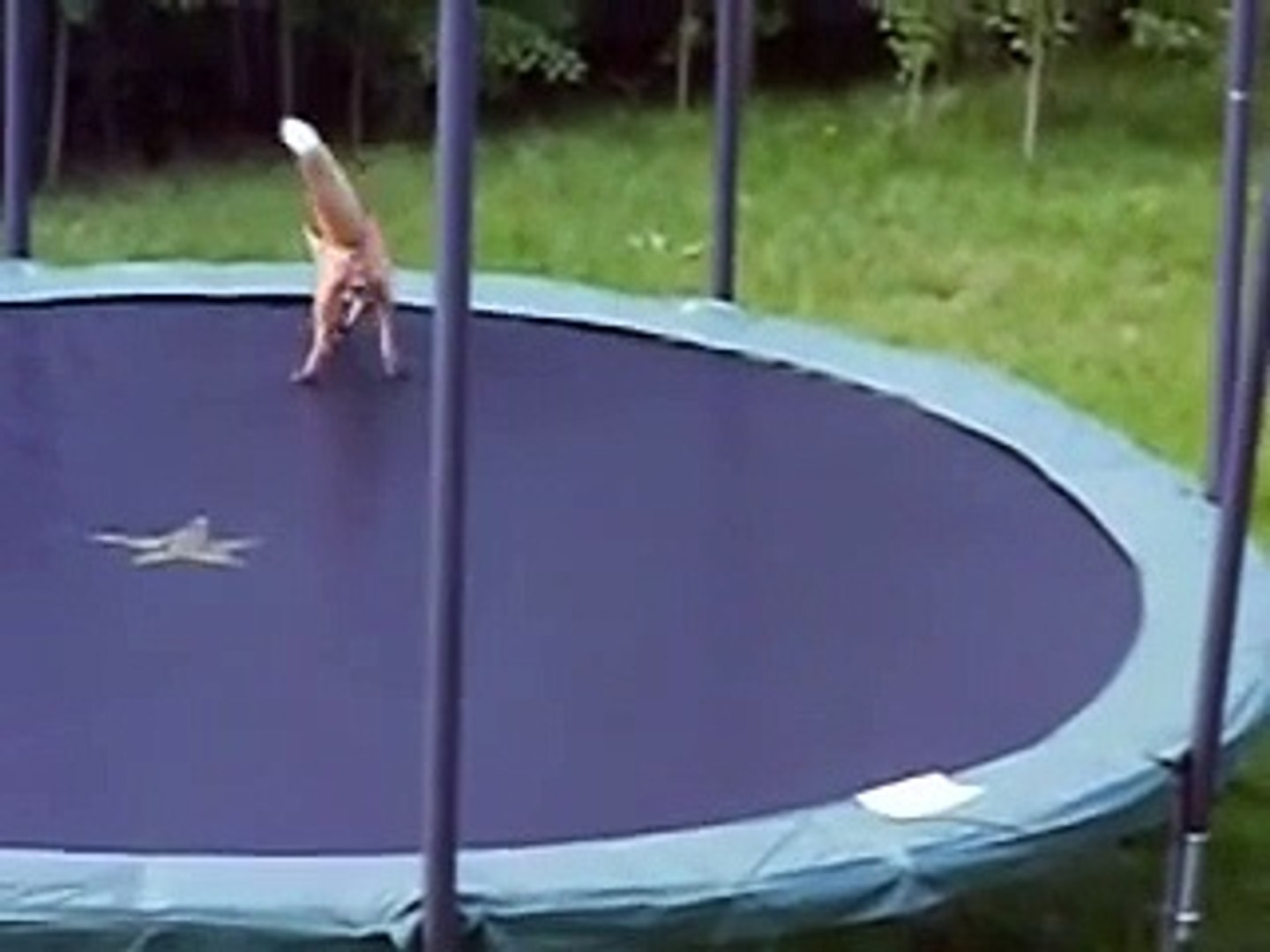 Des renards découvrent les joies du trampoline - Vidéo Dailymotion