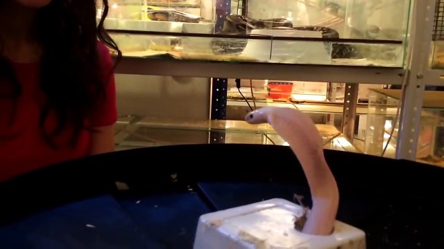 Ce petit cobra albinos est trop mignon